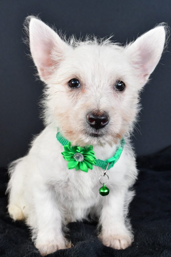 Miss Mae The West Highland White Terrier