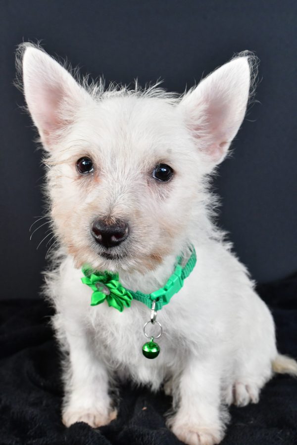 Miss Mae The West Highland White Terrier - Image 2