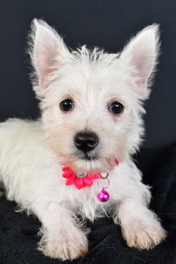 Miss Moxie The West Highland White Terrier - Image 6