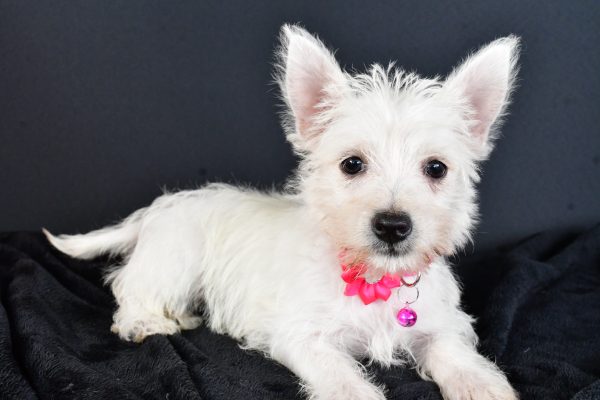 Miss Moxie The West Highland White Terrier - Image 7