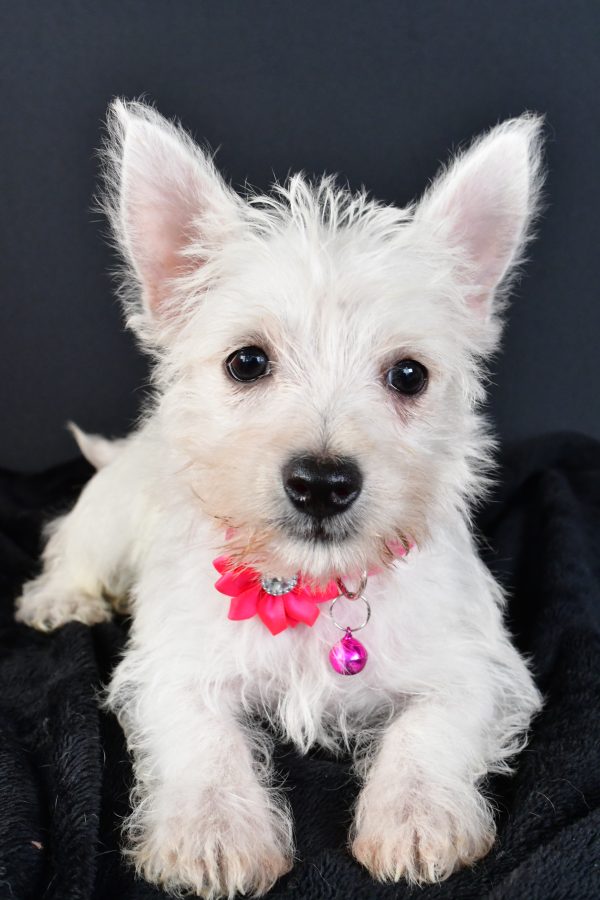 Miss Moxie The West Highland White Terrier - Image 5