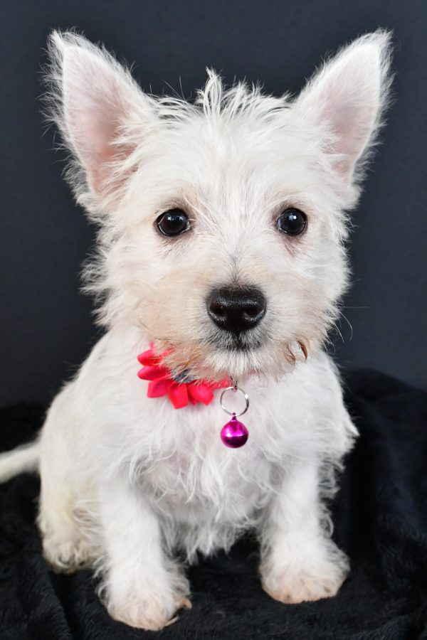 Miss Moxie The West Highland White Terrier - Image 3