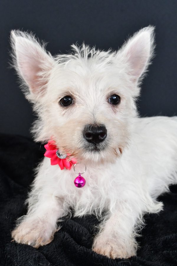 Miss Moxie The West Highland White Terrier - Image 4