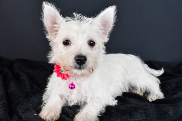 Miss Moxie The West Highland White Terrier - Image 8