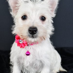 Miss Moxie The West Highland White Terrier