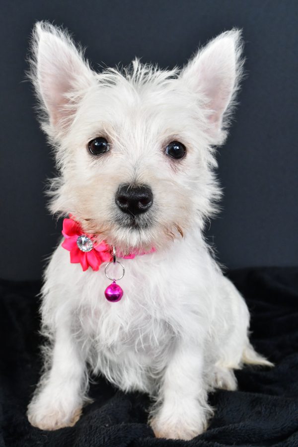 Miss Moxie The West Highland White Terrier