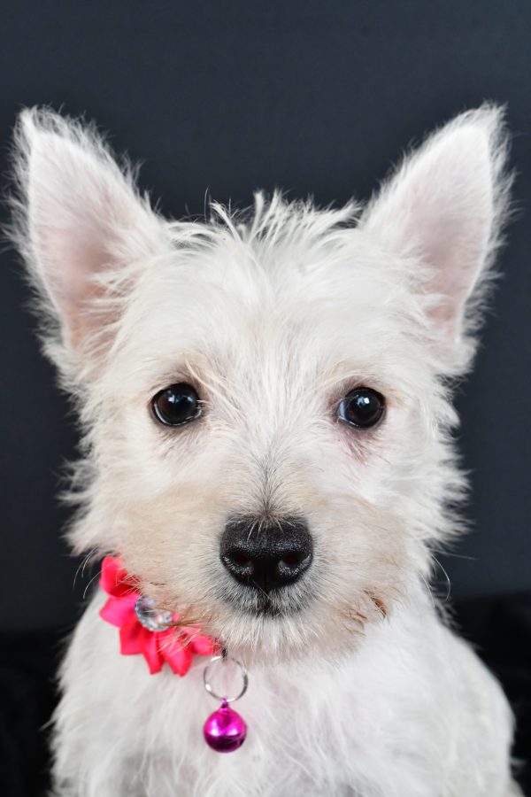 Miss Moxie The West Highland White Terrier - Image 2