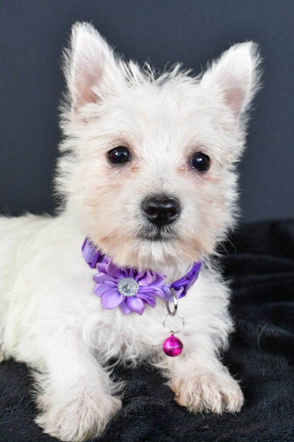 Miss Magen The West Highland White Terrier - Image 3