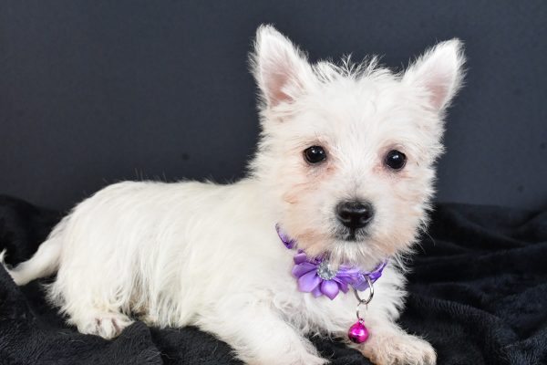 Miss Magen The West Highland White Terrier - Image 6