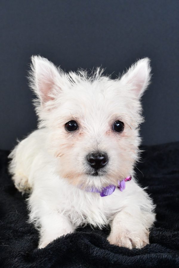Miss Magen The West Highland White Terrier - Image 4