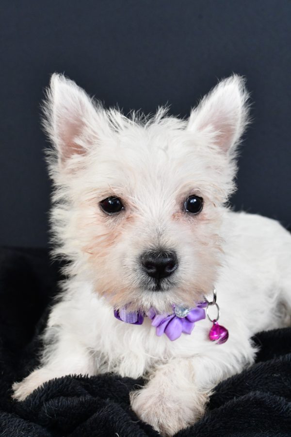 Miss Magen The West Highland White Terrier - Image 5