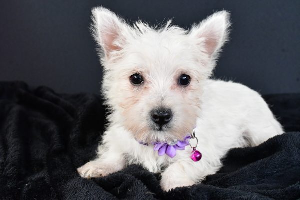 Miss Magen The West Highland White Terrier - Image 7