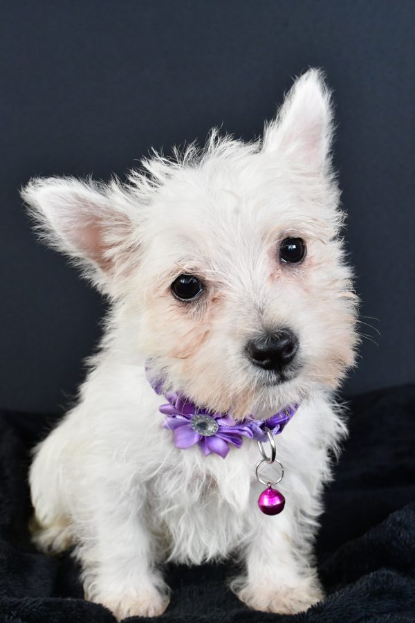 Miss Magen The West Highland White Terrier - Image 2