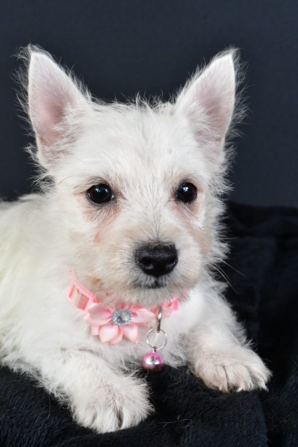 Miss Melva The West Highland White Terrier - Image 7