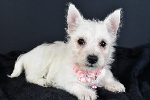 Miss Melva The West Highland White Terrier - Image 9