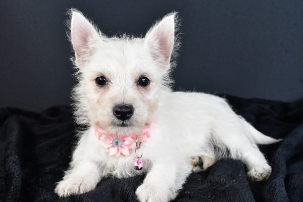 Miss Melva The West Highland White Terrier - Image 8
