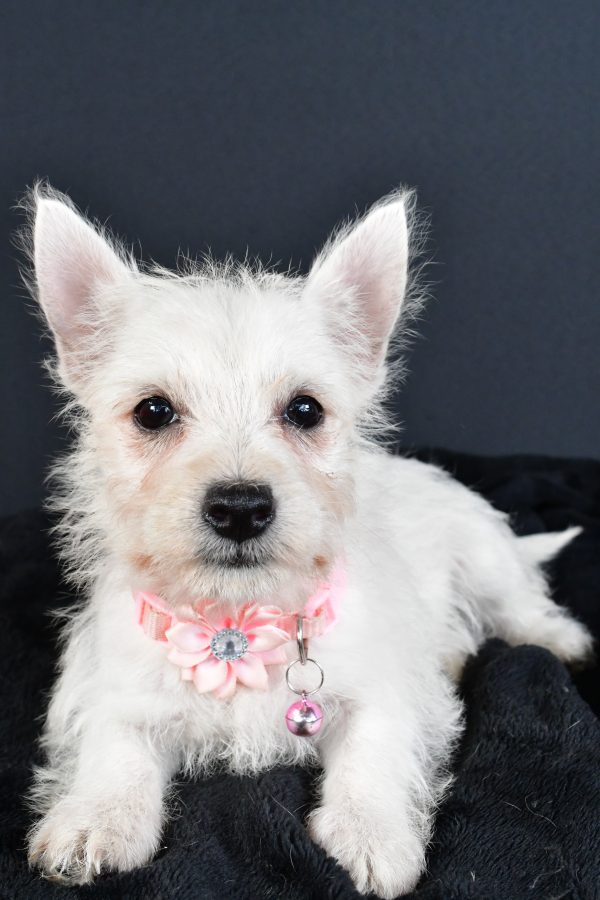 Miss Melva The West Highland White Terrier - Image 6