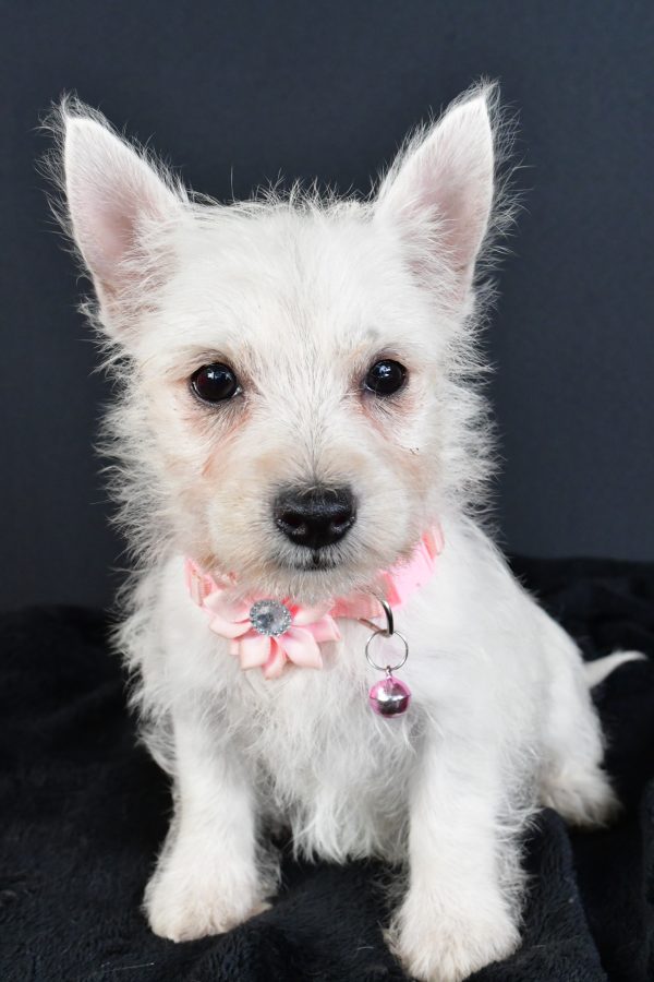 Miss Melva The West Highland White Terrier - Image 4