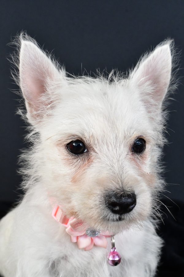 Miss Melva The West Highland White Terrier - Image 3