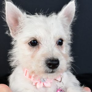 Miss Melva The West Highland White Terrier