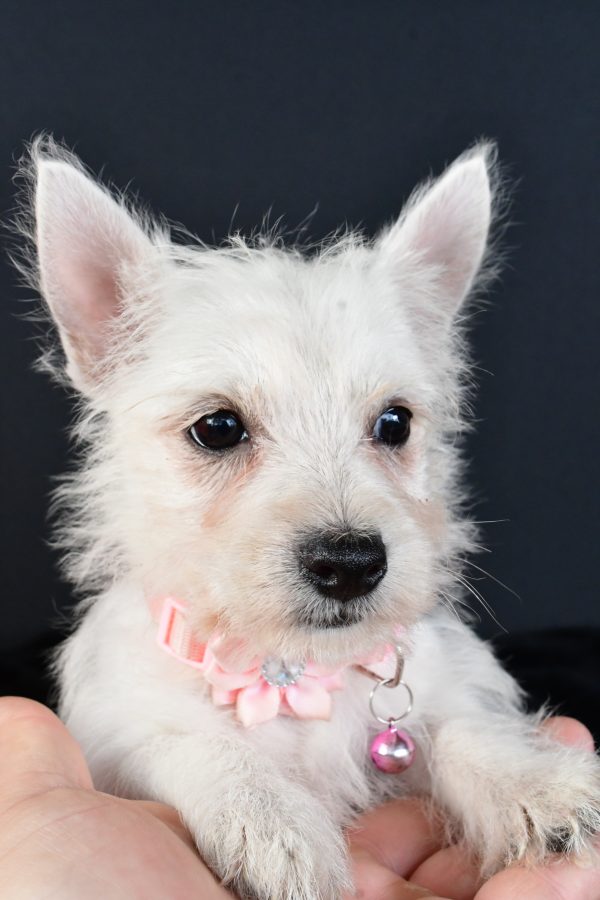 Miss Melva The West Highland White Terrier