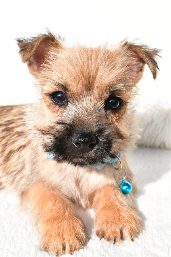 Mr Echo The Cairn Terrier - Image 3