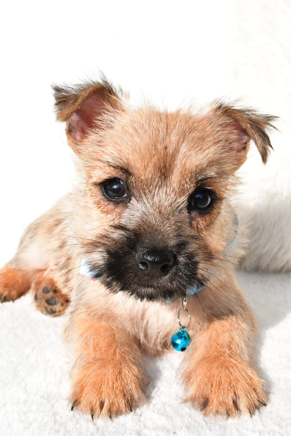 Mr Echo The Cairn Terrier - Image 5