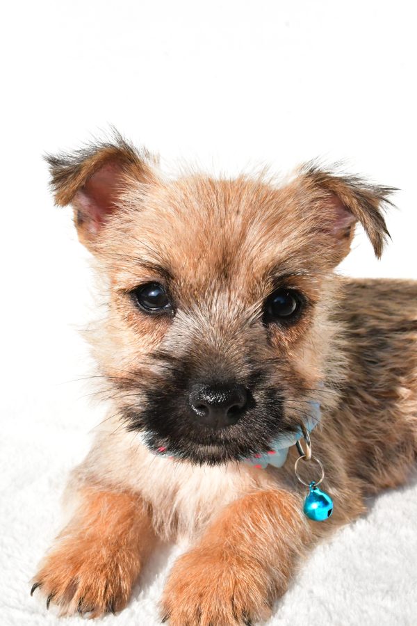 Mr Echo The Cairn Terrier - Image 4