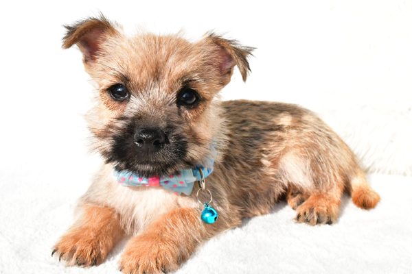 Mr Echo The Cairn Terrier - Image 6