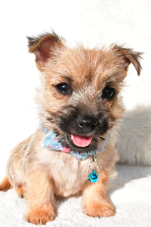 Mr Echo The Cairn Terrier - Image 2