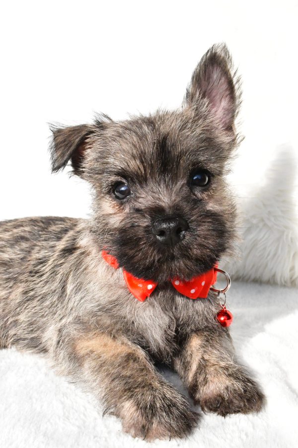 Mr. Eclare the Cairn Terrier - Image 3