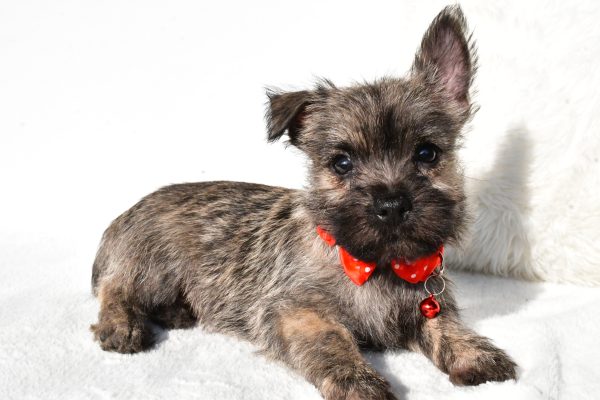 Mr. Eclare the Cairn Terrier - Image 6