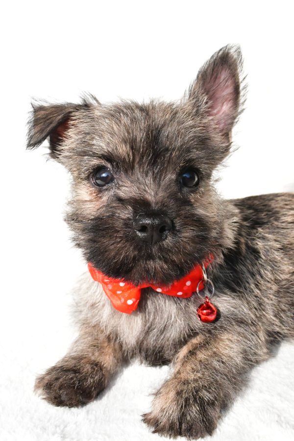 Mr. Eclare the Cairn Terrier - Image 5