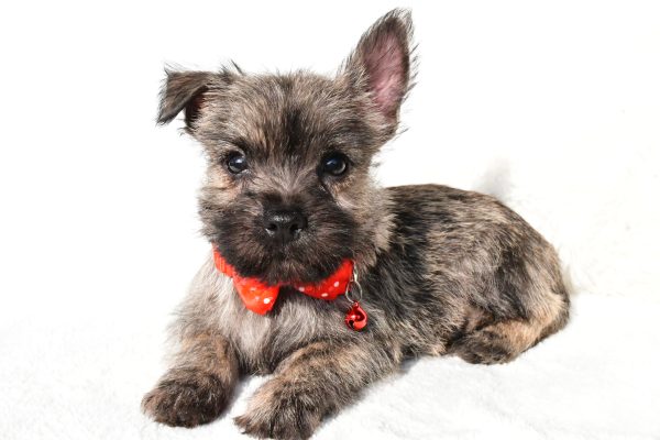 Mr. Eclare the Cairn Terrier - Image 7