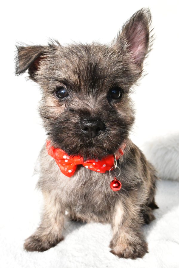 Mr. Eclare the Cairn Terrier
