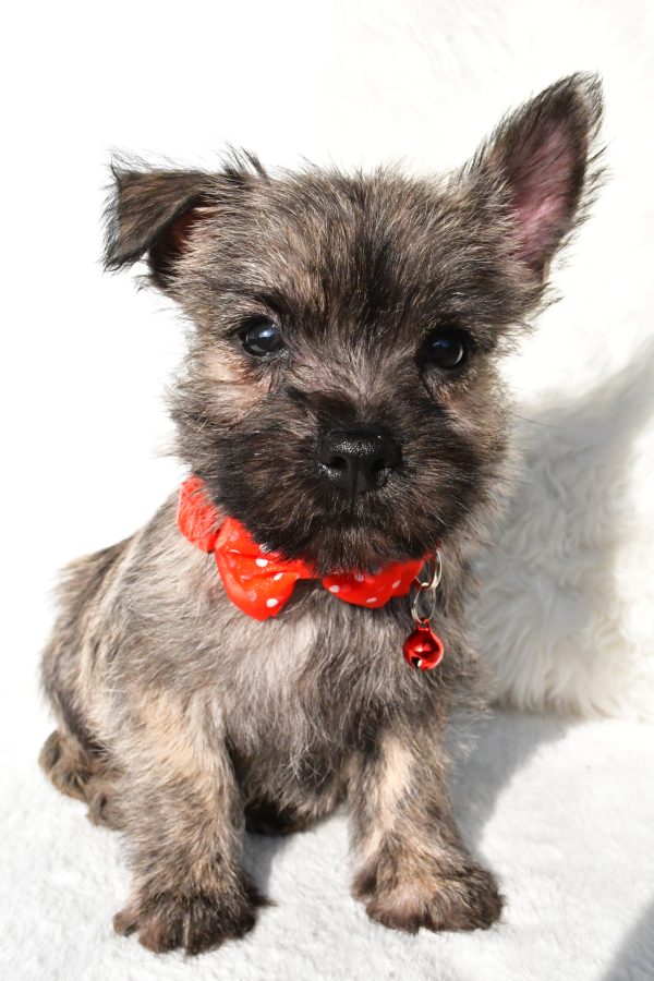 Mr. Eclare the Cairn Terrier - Image 2