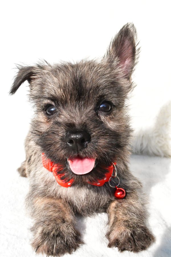 Mr. Eclare the Cairn Terrier - Image 4