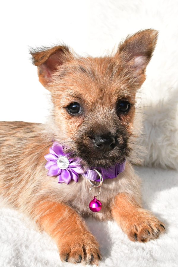 Miss Emmy the Cairn Terrier - Image 5
