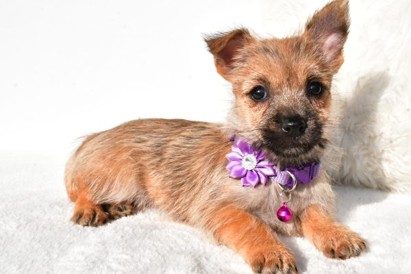 Miss Emmy the Cairn Terrier - Image 6