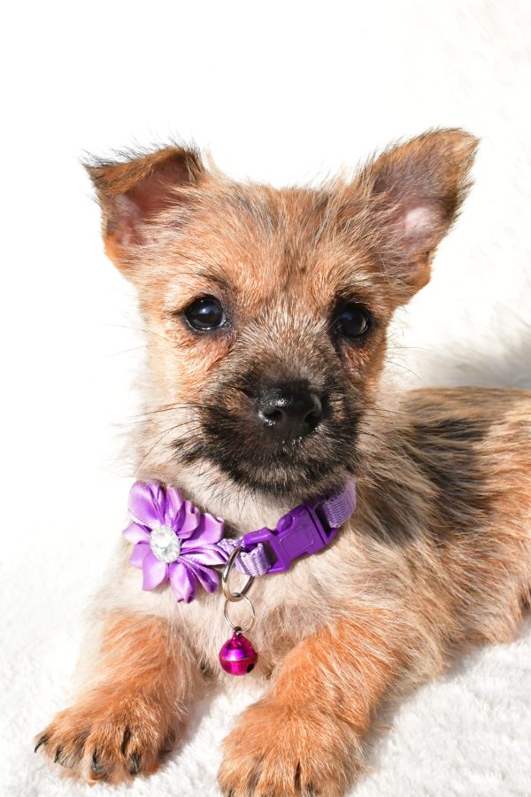 Miss Emmy the Cairn Terrier - Image 3