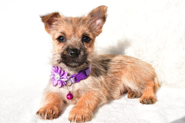 Miss Emmy the Cairn Terrier - Image 7