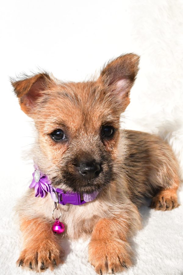 Miss Emmy the Cairn Terrier - Image 4