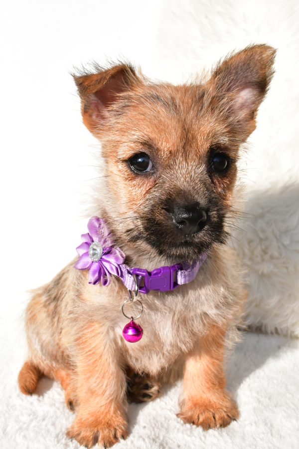 Miss Emmy the Cairn Terrier - Image 2