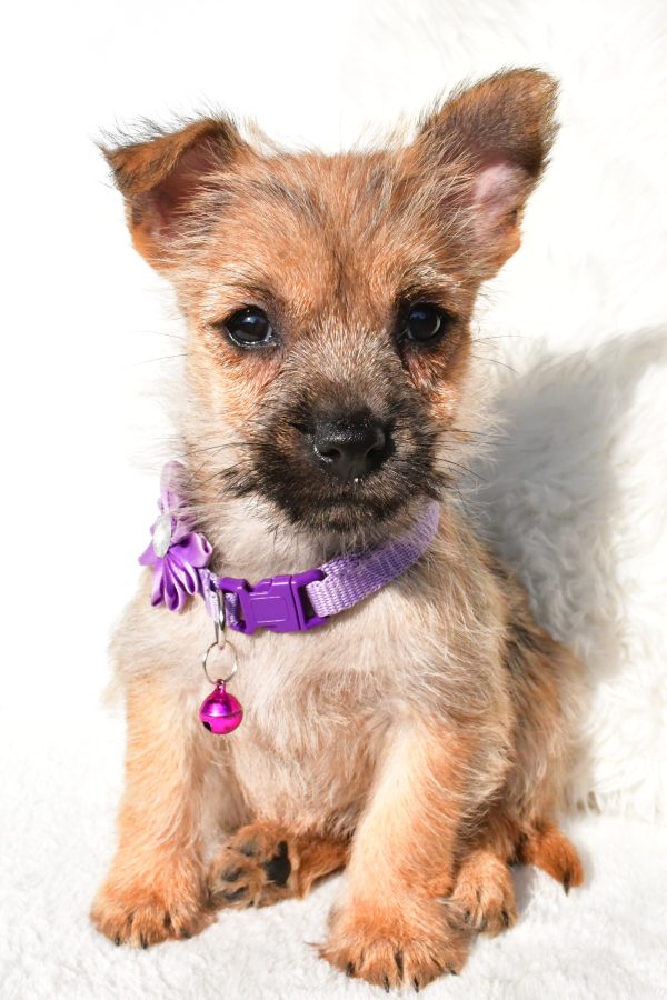 Miss Emmy the Cairn Terrier