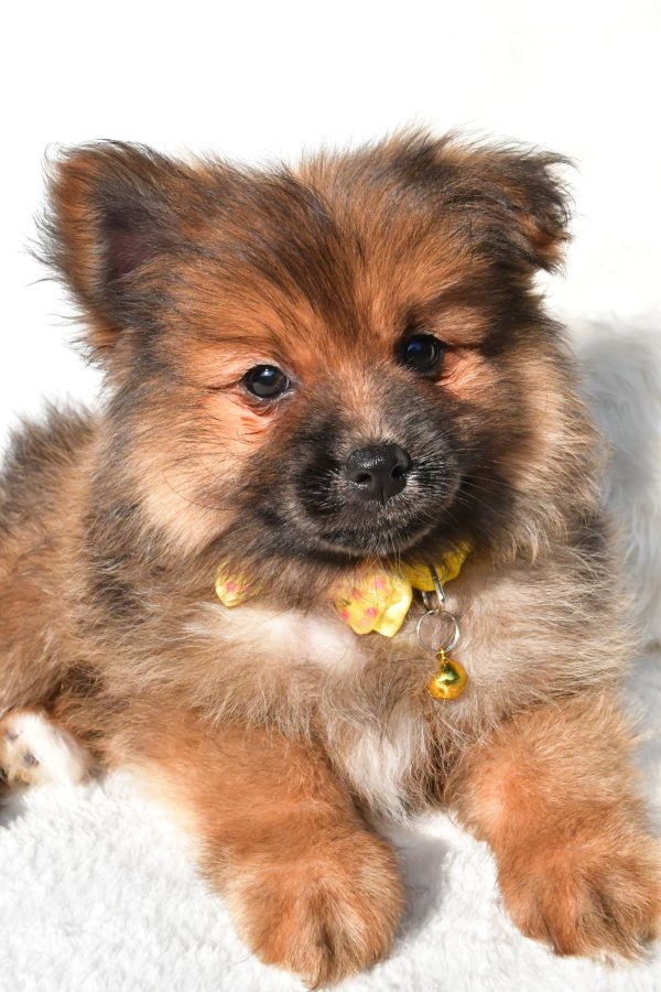 Mr Bear The Pomeranian - Image 3