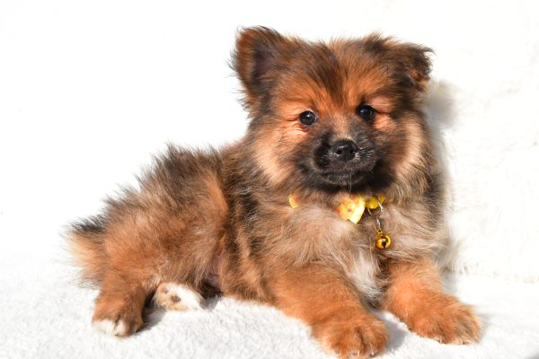 Mr Bear The Pomeranian - Image 6