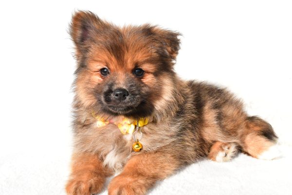 Mr Bear The Pomeranian - Image 5