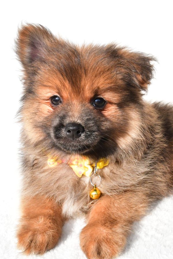 Mr Bear The Pomeranian - Image 4