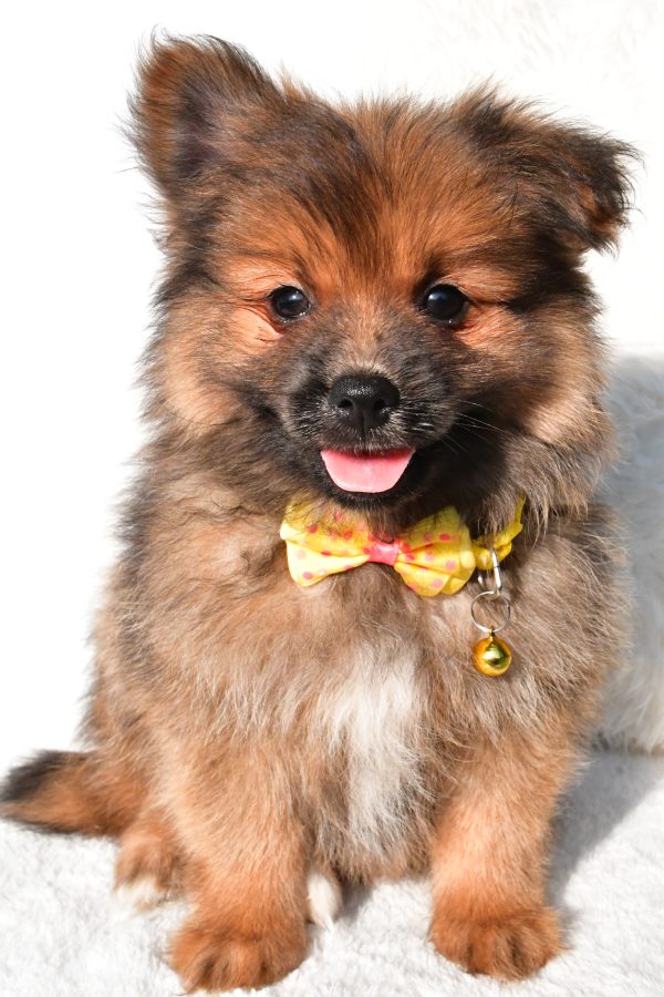 Mr Bear The Pomeranian - Image 2