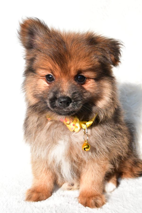Mr Bear The Pomeranian